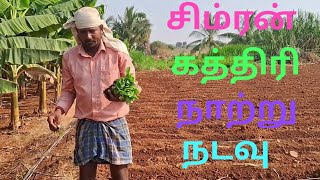 Simran Brinjal Cultivation || சிம்ரன் கத்தரி நாற்று நடவு #brinjal