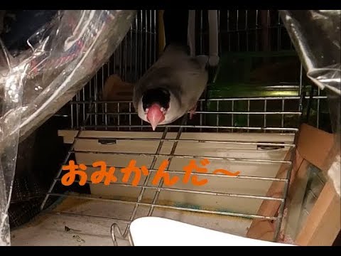 食いしん坊～ 9歳文鳥の介護#185.9year old java sparrow.