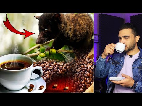 أغلى قهوة في العالم تصنع من هذا الحيوان فيديوهات وحقائق صادمة