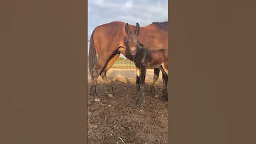 فرس تلد حمار Horse 