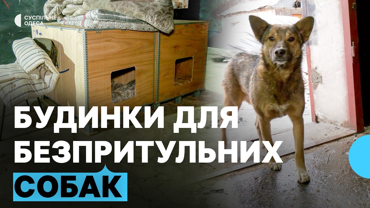 «Мені не складно, а їм життєво необхідно»: в Одесі роблять укриття для безпритульних собак