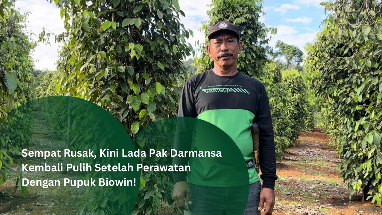 Tanaman Lada Ini Sempat Rusak, Tapi Hasilnya di Luar Dugaan Setelah Pakai Pupuk Organik Terbaik!