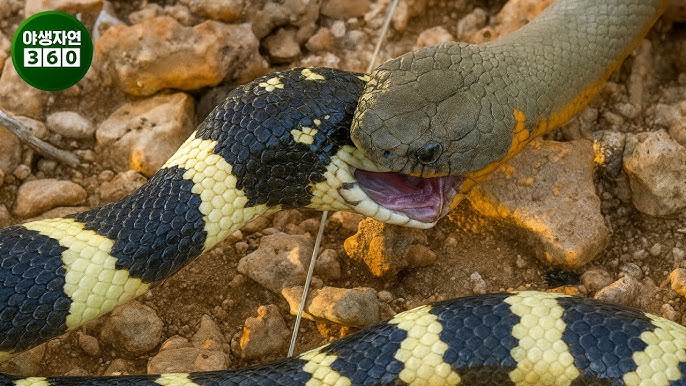 Jinsiy Kruiz film Talabalar uchun onlayn porno videolar