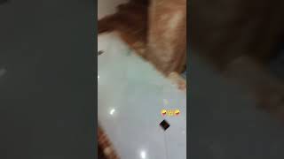 Bellboy Asansör Kaldı?