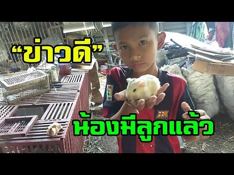 ข่าวดี เลี้ยงแป๊บเดียวน้องหนูมีลูกแล้วครับ หนูตะเภา | โทร. 0616418581