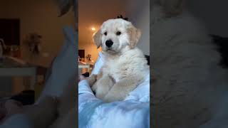 OMG!Check the comments!I have something interesting for you! #shorts #tiktok #cat #cats #dog #dogs