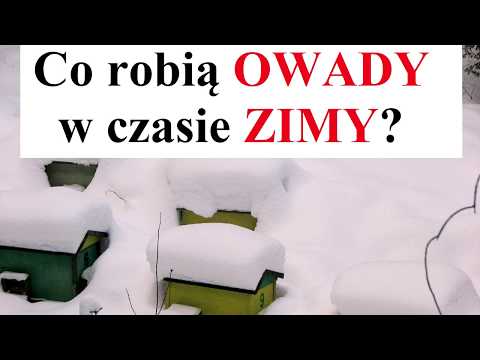 Wideo: Jak Hibernują Owady