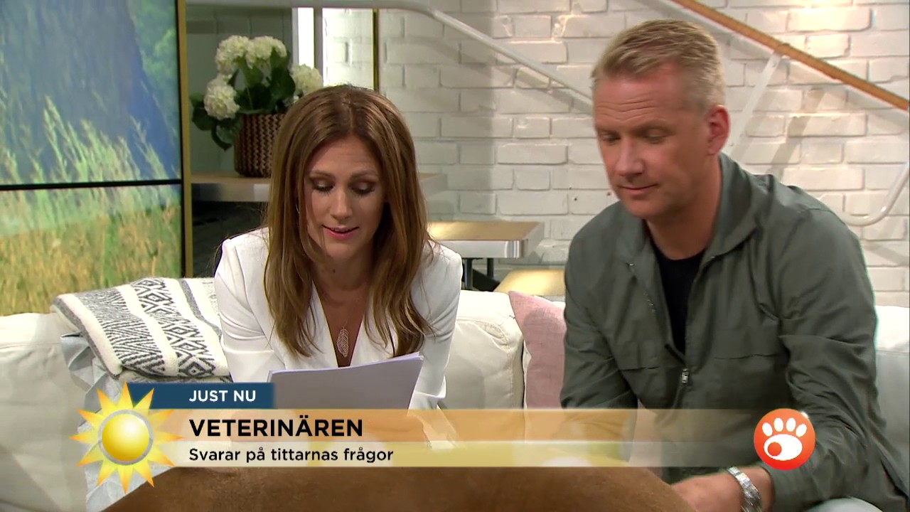 Veterinären om hur du fixar akutvård för husdjuren - Nyhetsmorgon (TV4)