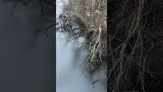 Group Dynamics, ring-necked ducks #ducks #youtubeshorts