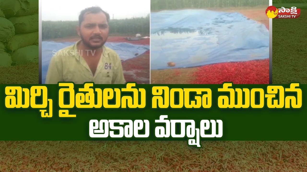 Mirchi Farmers Face Huge Loss Due To Heavy Rains | Telangana Rains ...