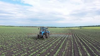 Обробка гербіцидом Порівняня соняха Альфа Elite Select / Сузука Syngenta