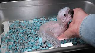 Hybrid Macaw Baby May 14, 2023