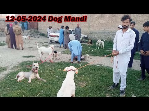 12 05 2024 video part 01 | Etwar mandi kohat | sunday dog market 2024