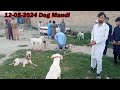 12 05 2024 part 01  etwar mandi kohat  sunday dog market 2024