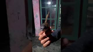 Download Lagu burung ciblek roket lubuk alung pariaman MP3