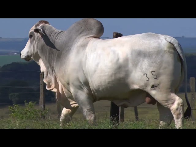 LOTE 07   35 FLMF mp4