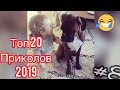 ТОП 20 приколов с собаками боксерами 2019 - Top 20 jokes with boxer dogs 2019