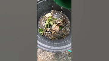 Tutorial berburu kepiting #tutorial #kepiting #kepitingbakau #shorts