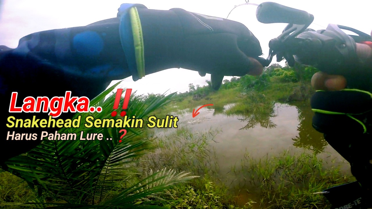 CASTING SNAKEHEAD SEMAKIN SULIT HARUS PINTAR PILIH UMPAN GACOR #97