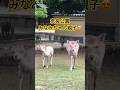 奈良公園みなみちゃん親子。お母さん鹿さん、歩くのが遅い😂　#shorts #奈良公園 #deer #奈良の鹿 #みなみちゃん