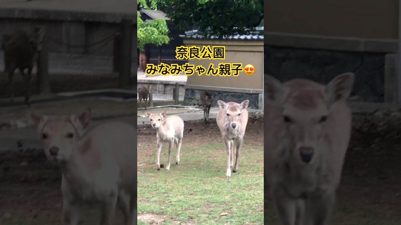 奈良公園みなみちゃん親子。お母さん鹿さん、歩くのが遅い😂　#shorts #奈良公園 #deer #奈良の鹿 #みなみちゃん