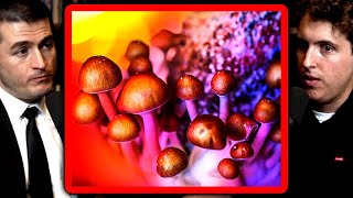 Long-lasting effects of psychedelic mushrooms | Andrew Callaghan and Lex Fridman