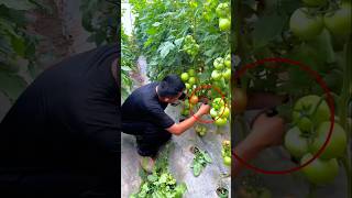 Want Bigger Tomatoes? Prune the Lower Leaves 🍅✂️ #farming #tips #plantcare #satisfying