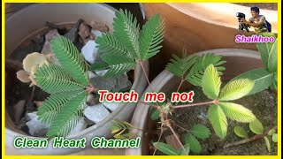 Touch me not  - छुई मुई का पौधा -  Mimosa Pudica - लाजाळूचे झाड -  Lajwanti - Sharmila Poda