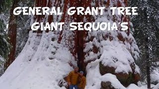 GENERAL GRANT TREE- WORLD'S SECOND LARGEST TREE