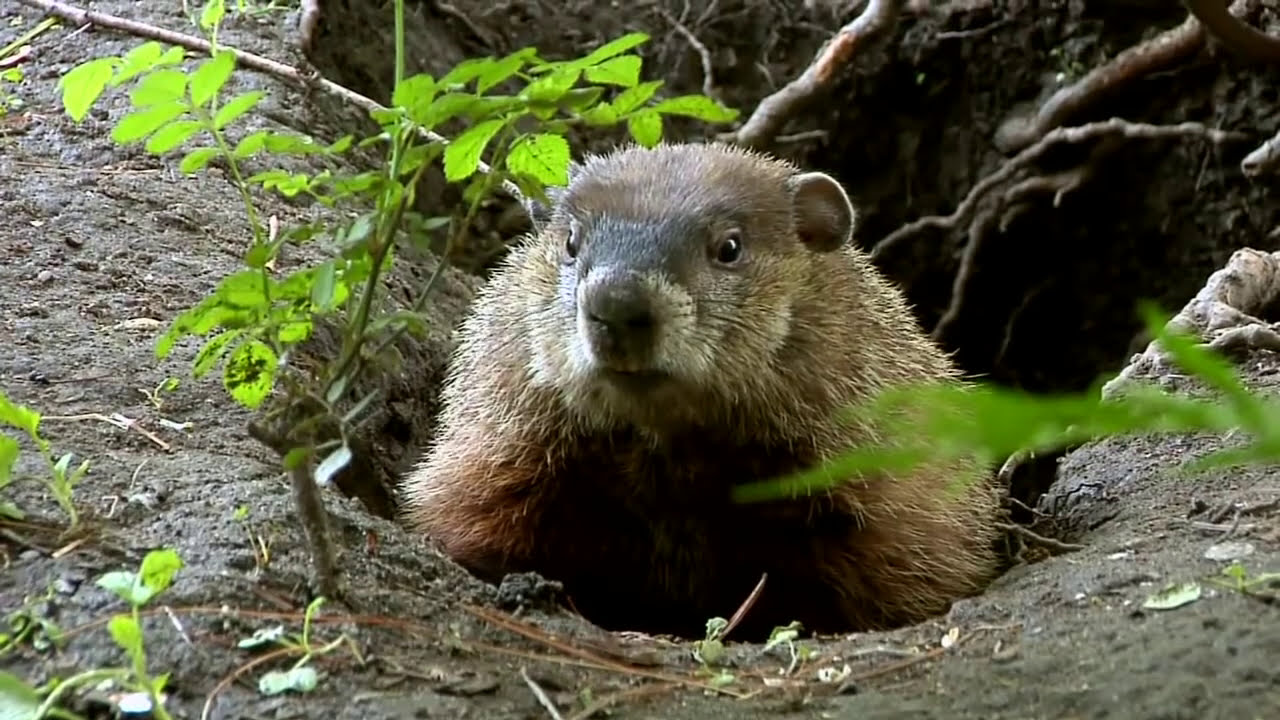 Groundhog Day (2024 HD) YouTube