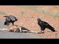 How Eagle Attack Kangaroo Success?