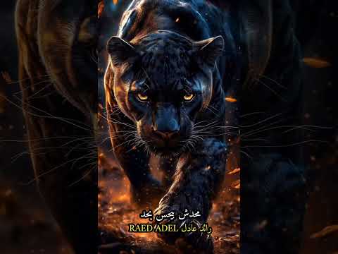 رضينا بالوجع والوجع مش راضي بينا محدش بيحس بحد الشيله شيلتك لوحدك رائد عادل الأسيوطي