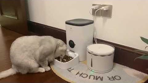 PETLIBRO Essential Automatic Feeder | Cat Review