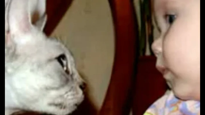 Video 11848401: devon rex cat, rex devonrex