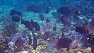 Science Bulletins: Fish Biodiversity Protects Coral Reefs