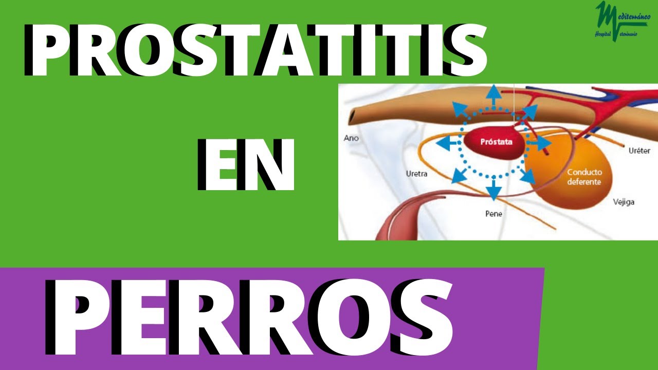 prostatitis bacteriana en perros)