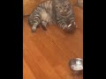 Cute cat playingscute cat funnysshorts