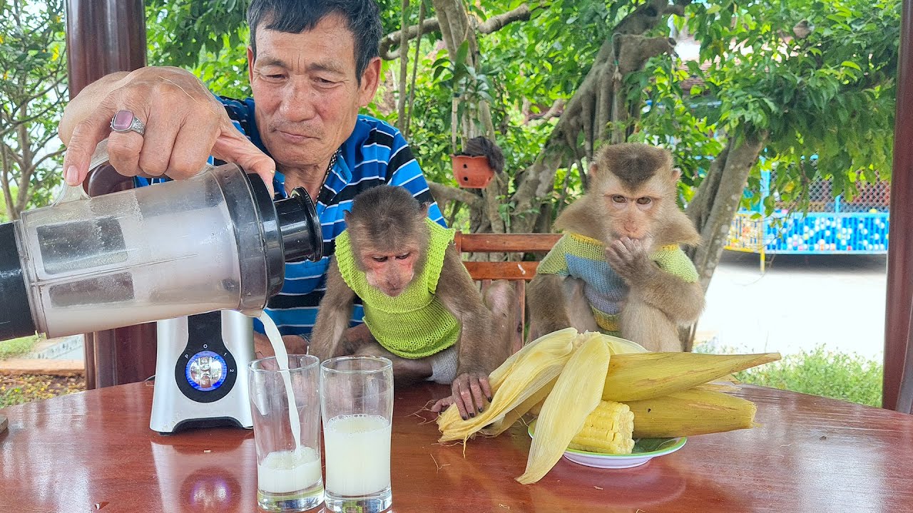 Baby Monkey drinks corn juice