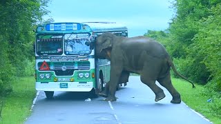 Elephant Attack Bus elephantattack