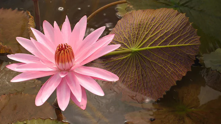 Tropical Water Lilies  Emily Grant Lily  4/6