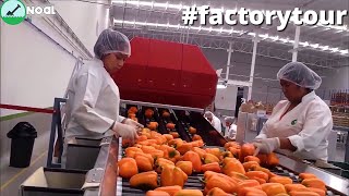 Bell Pepper Harvesting & Packaging line I Modern Agriculture Technology