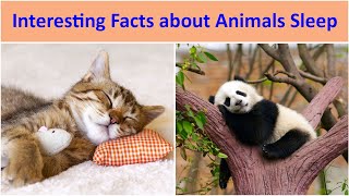 Interesting Facts About Animals Sleep Dilchasp Maloomat