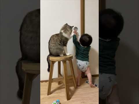 Cat Blocks Little Boy's Door Opening Attempts