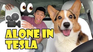 What My Corgi Does When Left in New TESLA || Life After College: Ep. 734