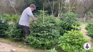 Pruning Nordman Fir Christmas Trees
