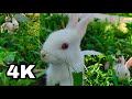My quite Rabbits #4knaturalvideo