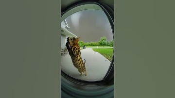 CCTV Captures Cat’s Final Plea Seconds Before the Tornado 💨😿