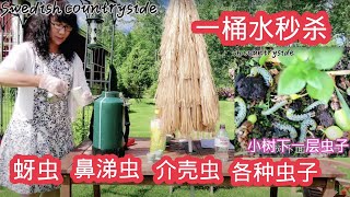 #小苏打菜园的十二种妙用，自制高效杀虫剂  DIY pesticide，代替农药秒杀各种虫子，Soda powder kills garden pests in seconds