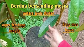 Download lagu Perpaduan sempurna antara durian kang mas bawor dengan super tembaga bangka