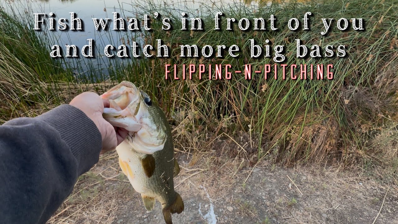 Flipping-N-Pitching catches big bass all year long on public pressured ponds (Heavy cover)